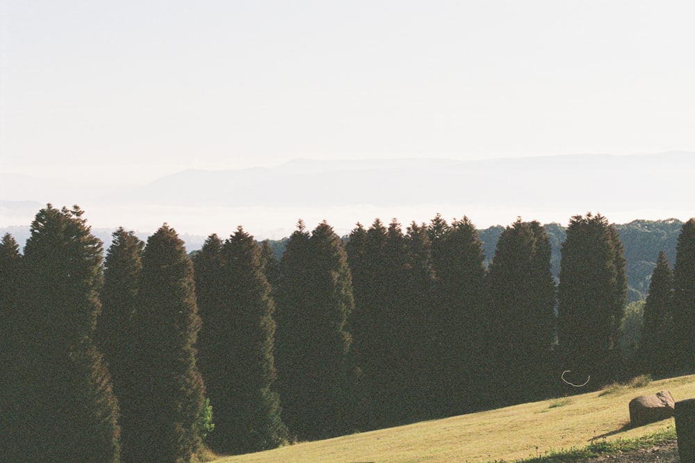 green trees on green grass field during daytime