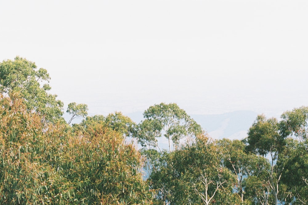 green trees on mountain during daytime