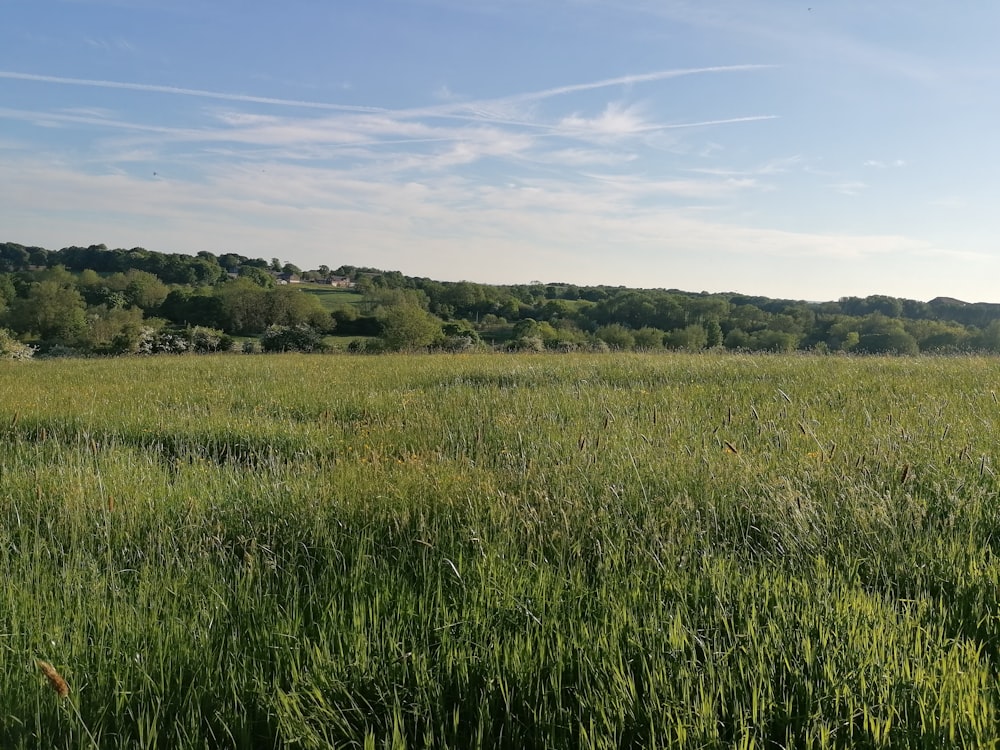 green grass field under blue sky during daytime