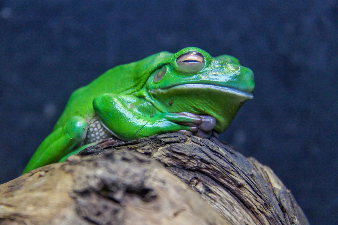 green frog on brown wood