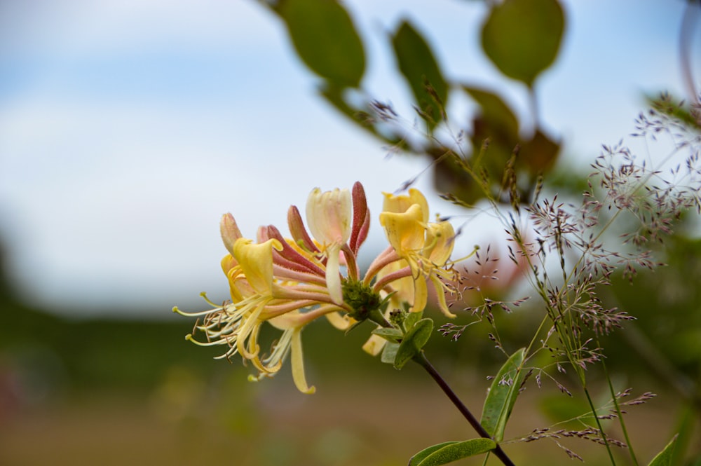 yellow flowers in tilt shift lens