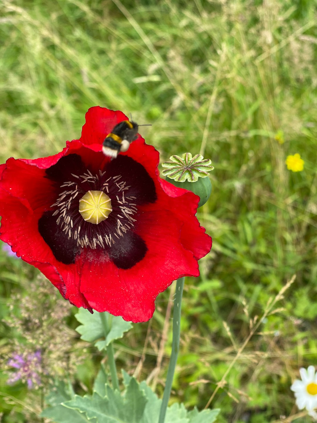 red flower in tilt shift lens