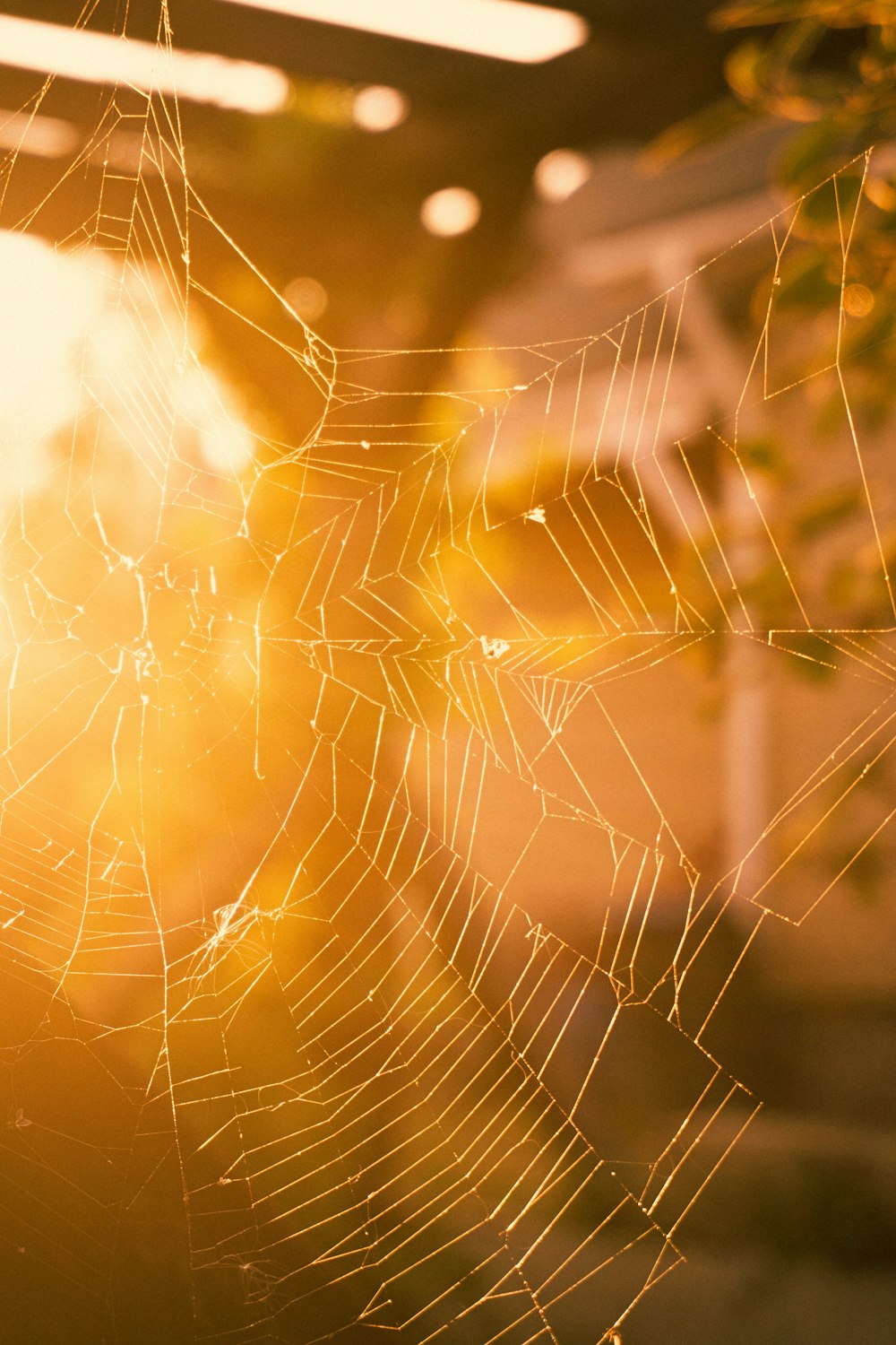 spider web on brown grass during daytime