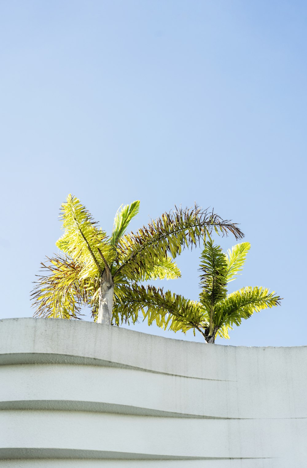 green palm tree on white concrete wall