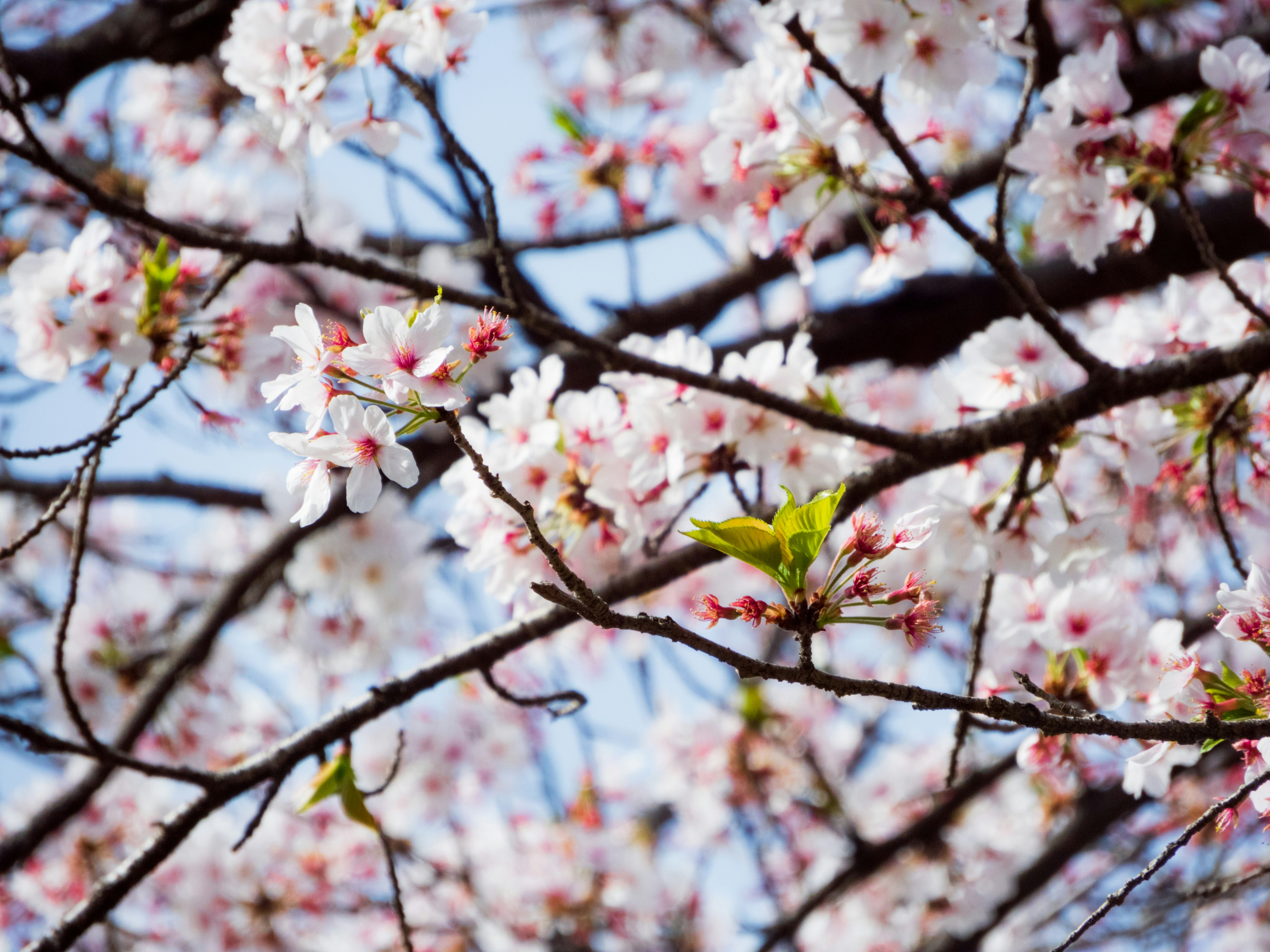 Photo by heppoko_yama