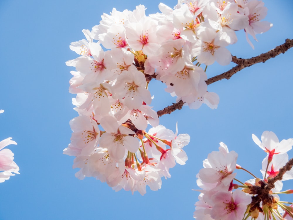 white and pink cherry blossom