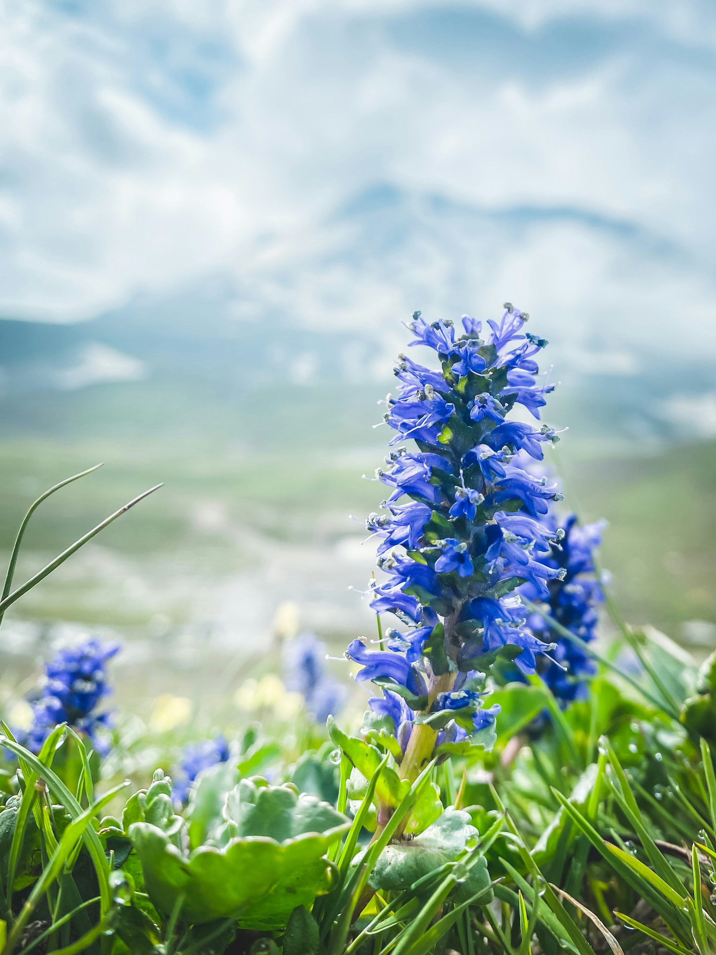 昼間の緑の草原に青い花の写真 Unsplashで見つける工場の無料写真