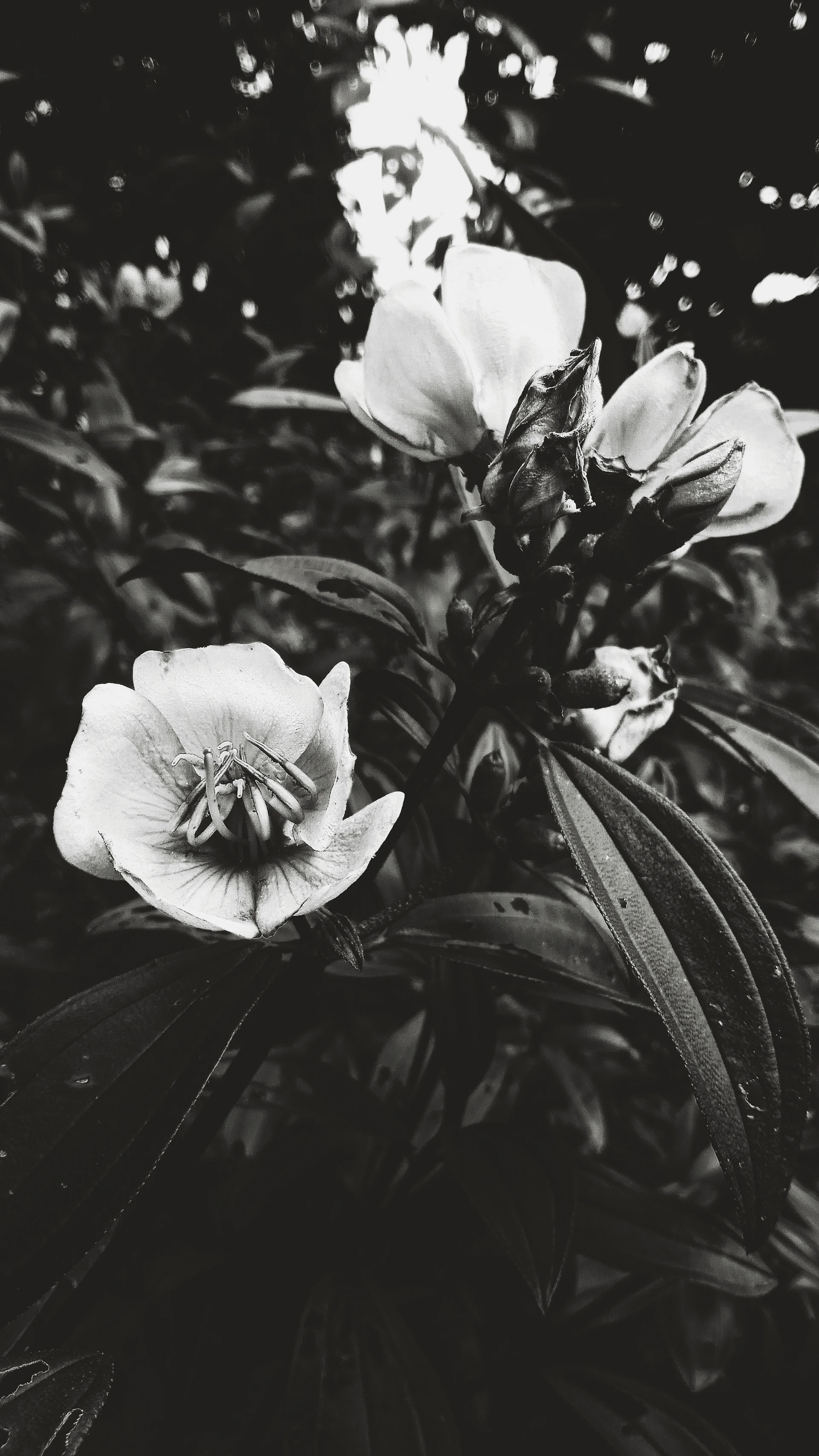 A detailed close-up of a floral still life, showcasing delicate petals and subtle light playing across the textures.