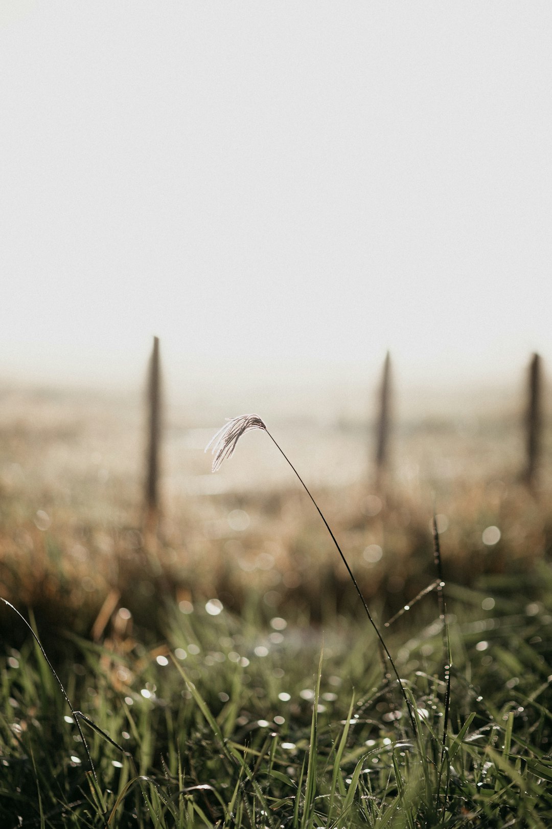 white flower in tilt shift lens