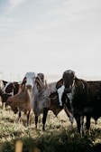 black and white cow on green grass field during daytime