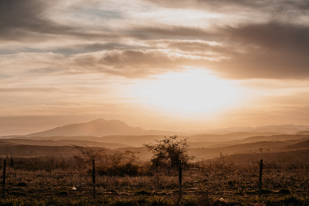 green trees on brown field during sunset