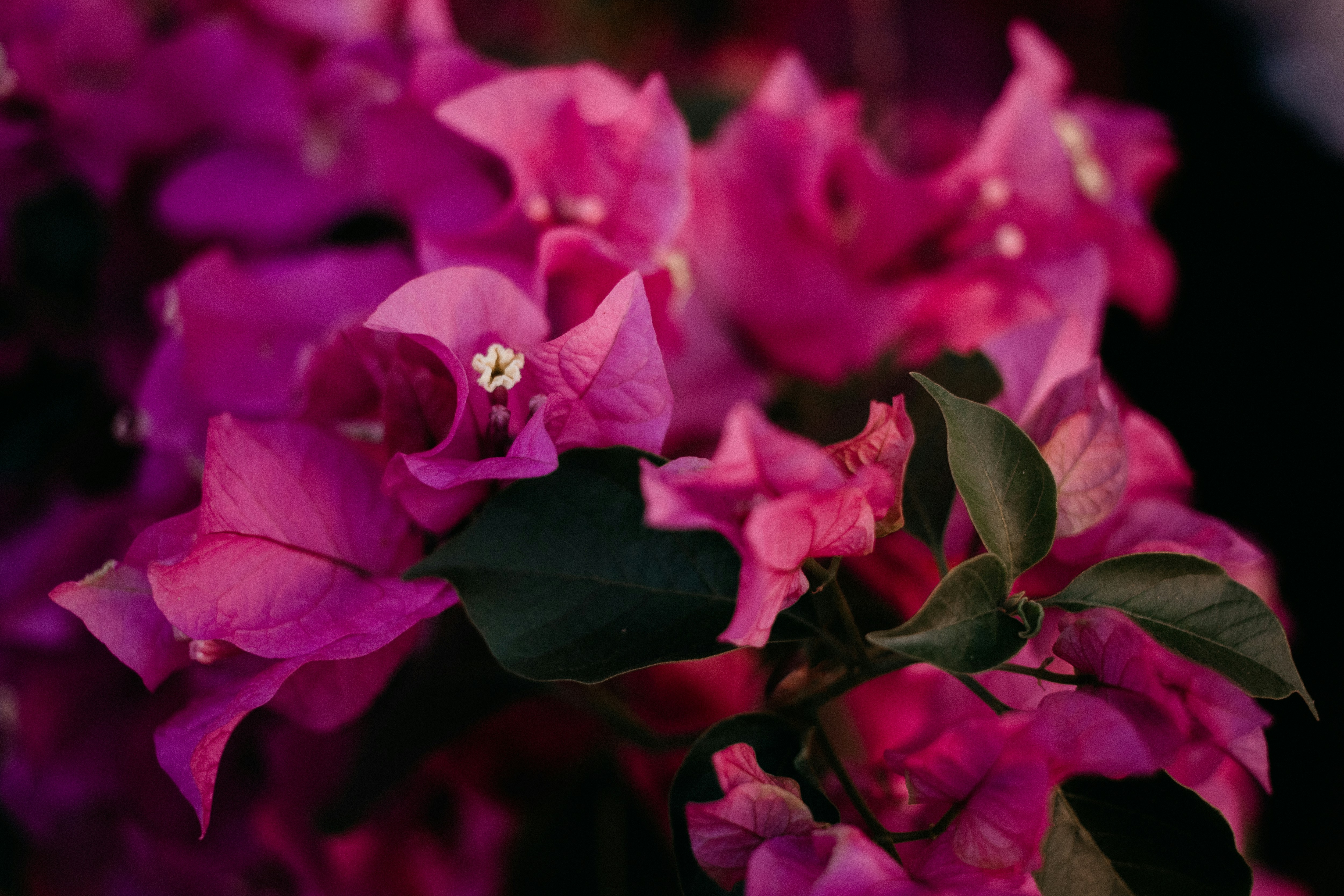 Photo by vitormonthay