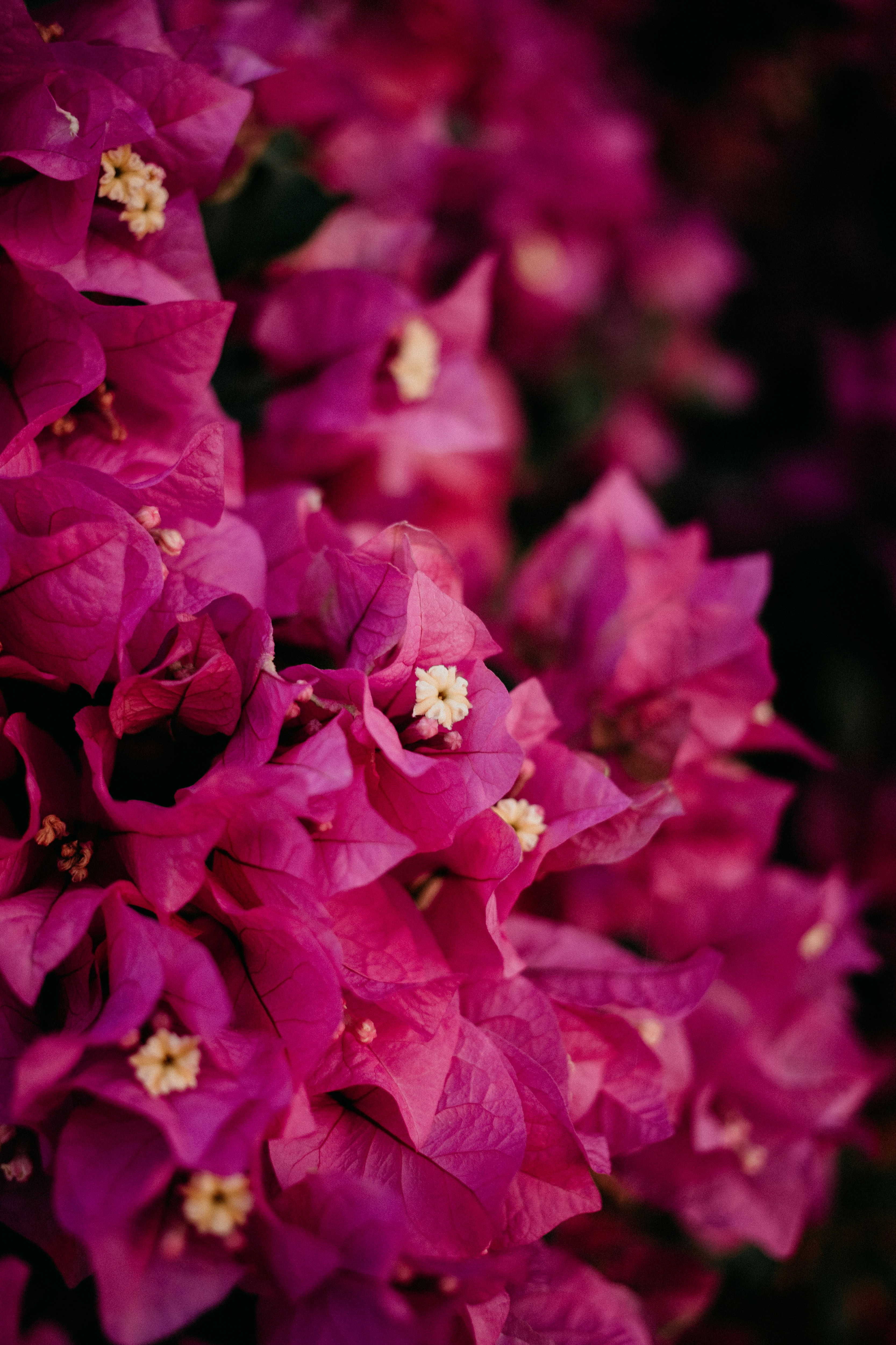 Photo by vitormonthay