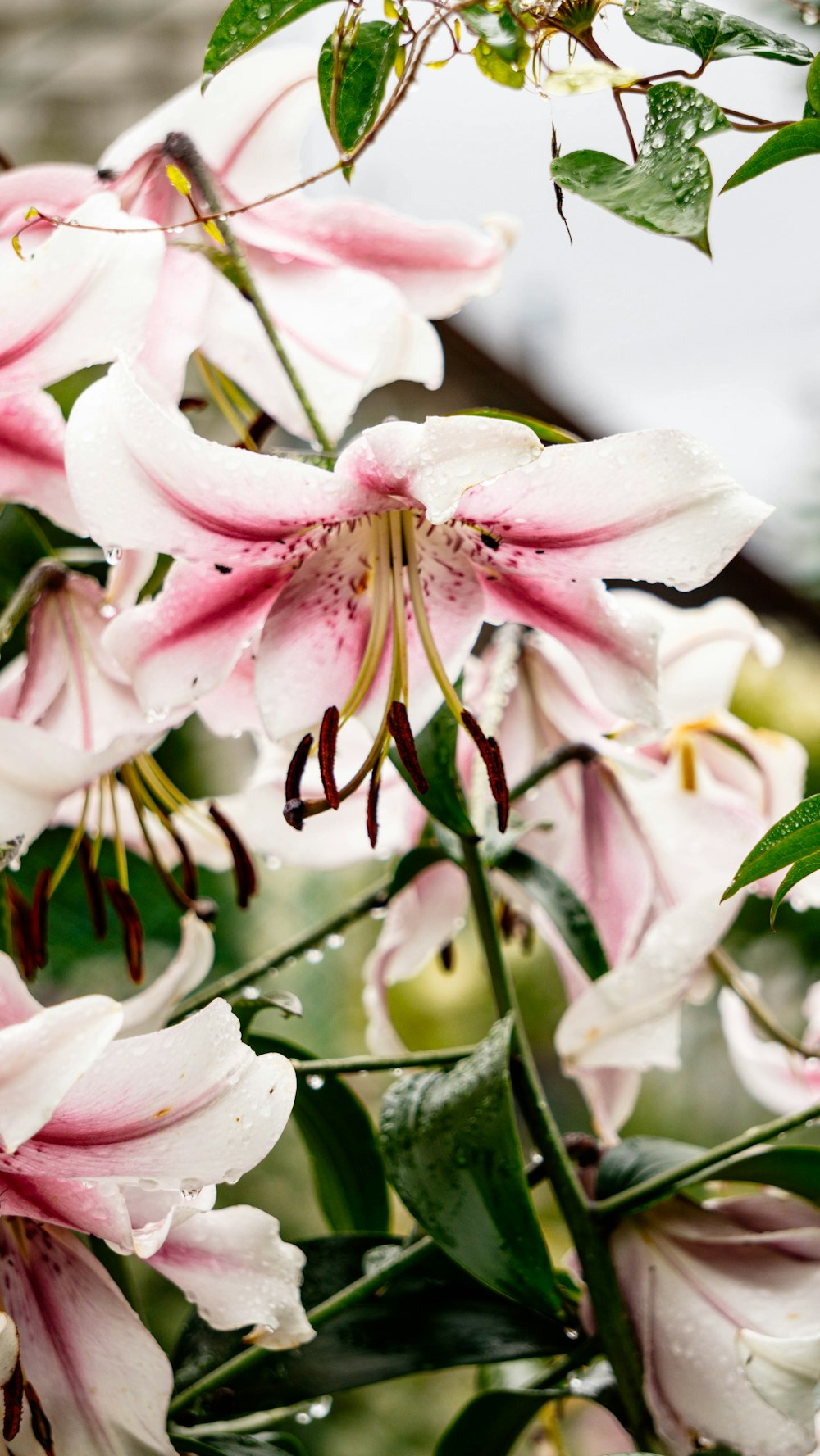 pink and white flower in tilt shift lens