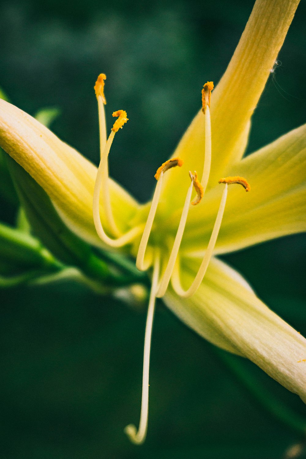 yellow flower bud in close up photography