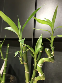 Several vibrant green bamboo stalks with fresh leaves are growing in a glass pot. The stalks have a natural shine and are highlighted against a dark background, showcasing their healthy and smooth texture.
