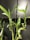 Several vibrant green bamboo stalks with fresh leaves are growing in a glass pot. The stalks have a natural shine and are highlighted against a dark background, showcasing their healthy and smooth texture.