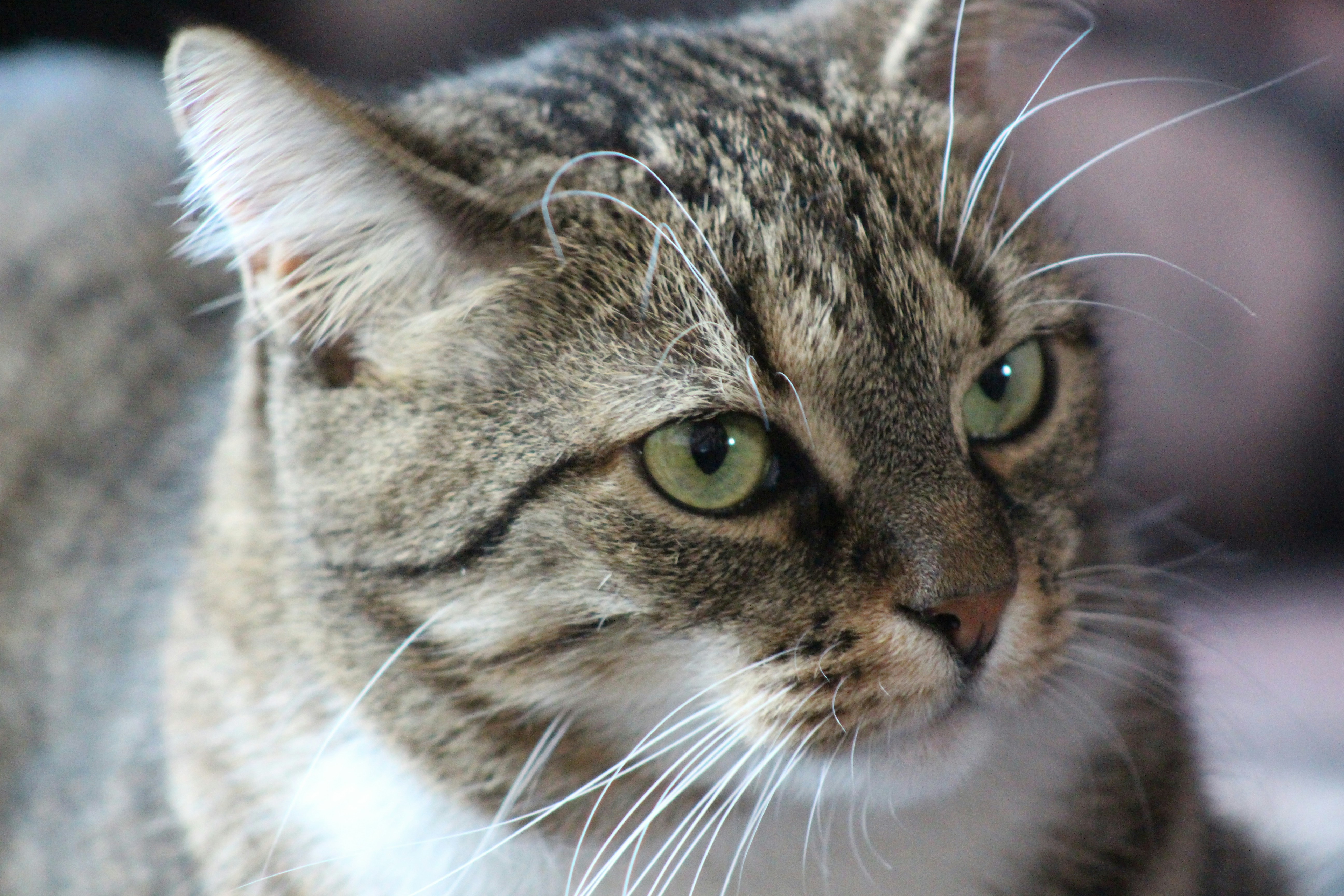 Photo by marjorylucabaxter