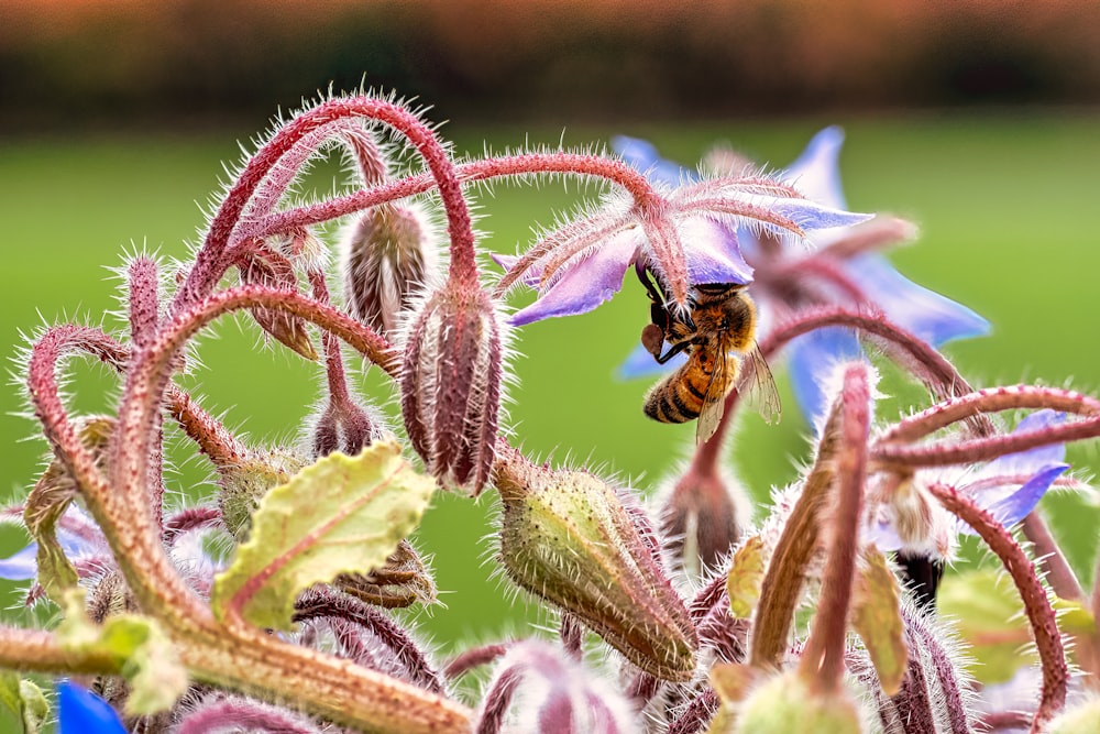 black and yellow bee on purple flower