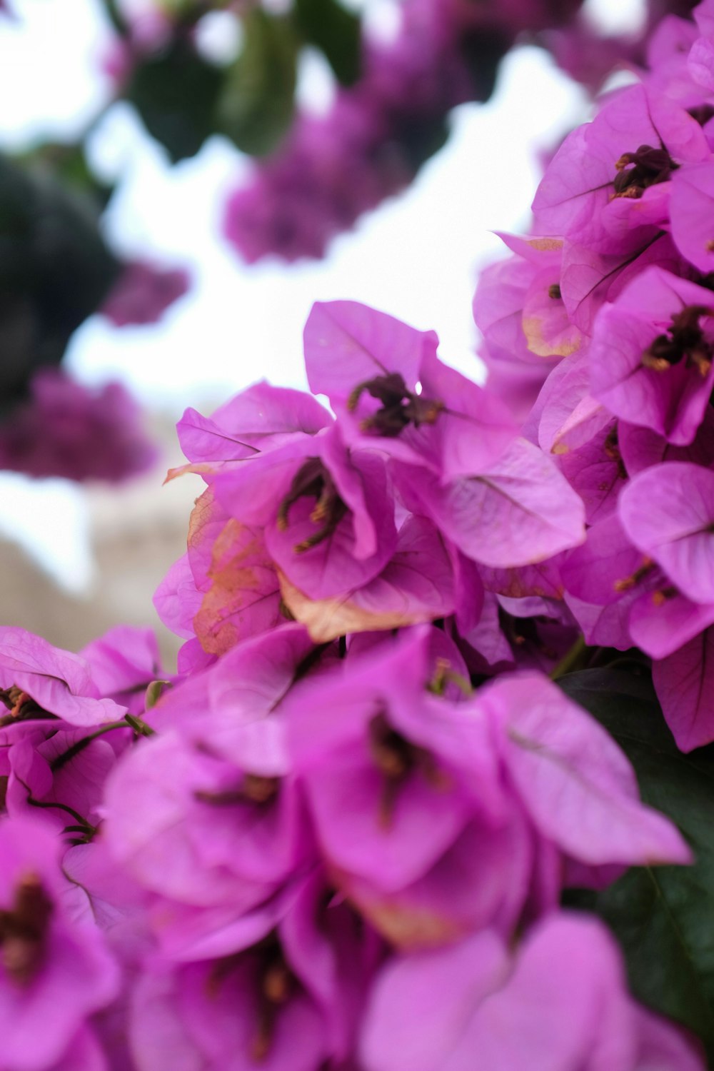 pink flowers in tilt shift lens