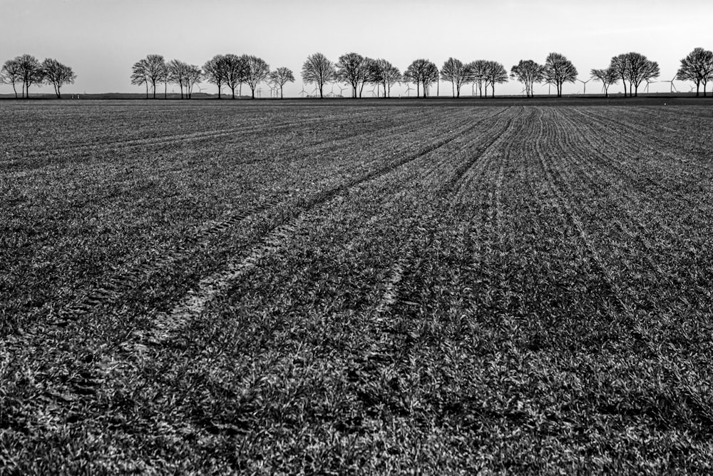 grayscale photo of grass field