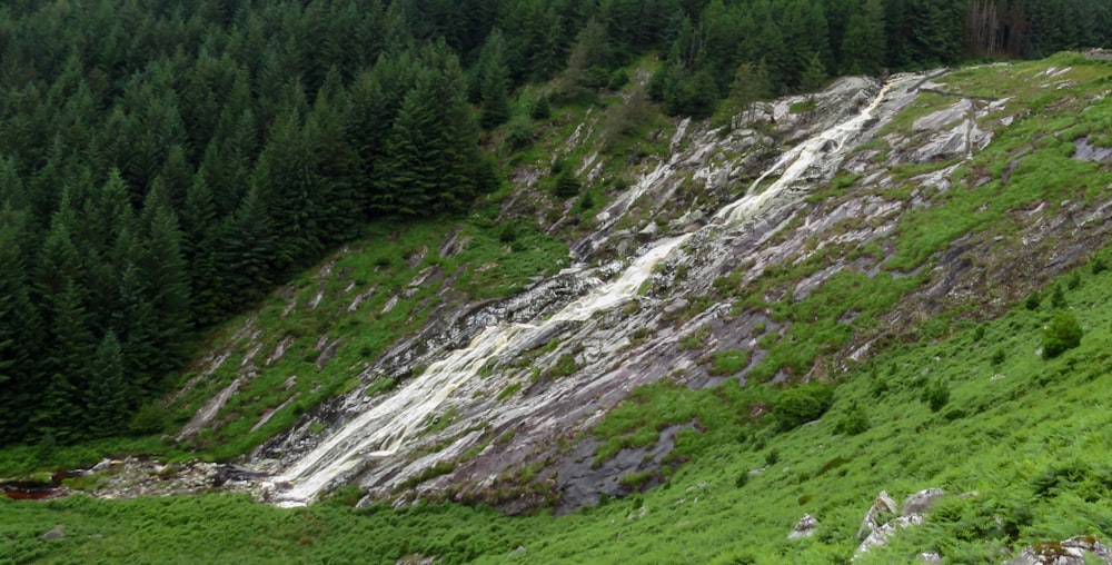 green grass and trees covered mountain