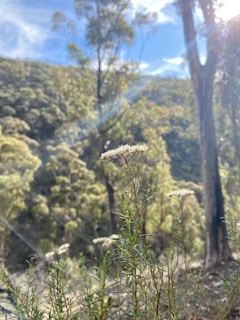 Close-up of a wildflower blooming in the forest, with soft natural light highlighting its colors.