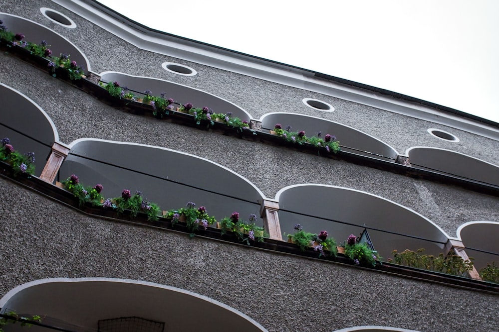 flores blancas y moradas sobre piso de concreto gris