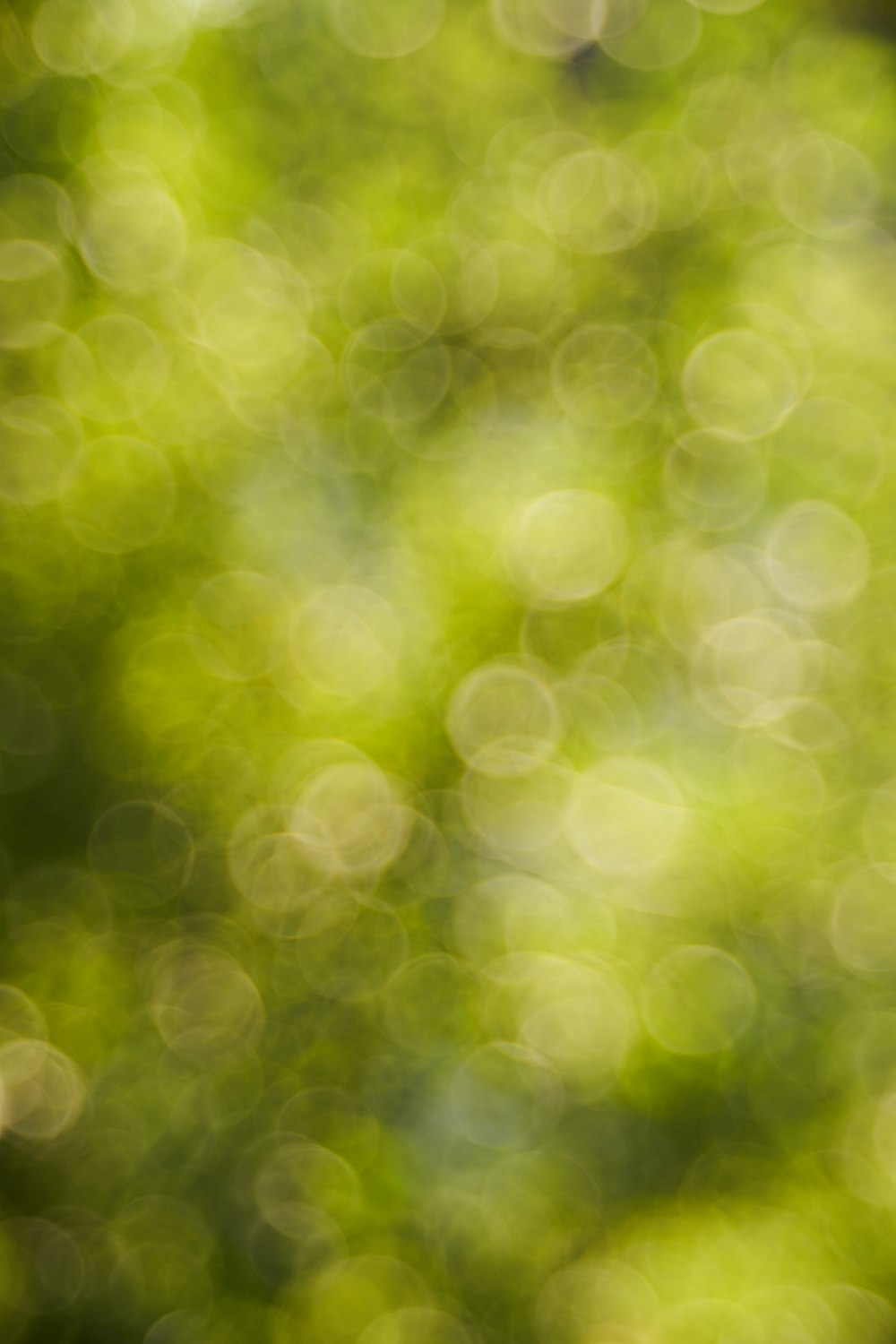 green and white bokeh lights