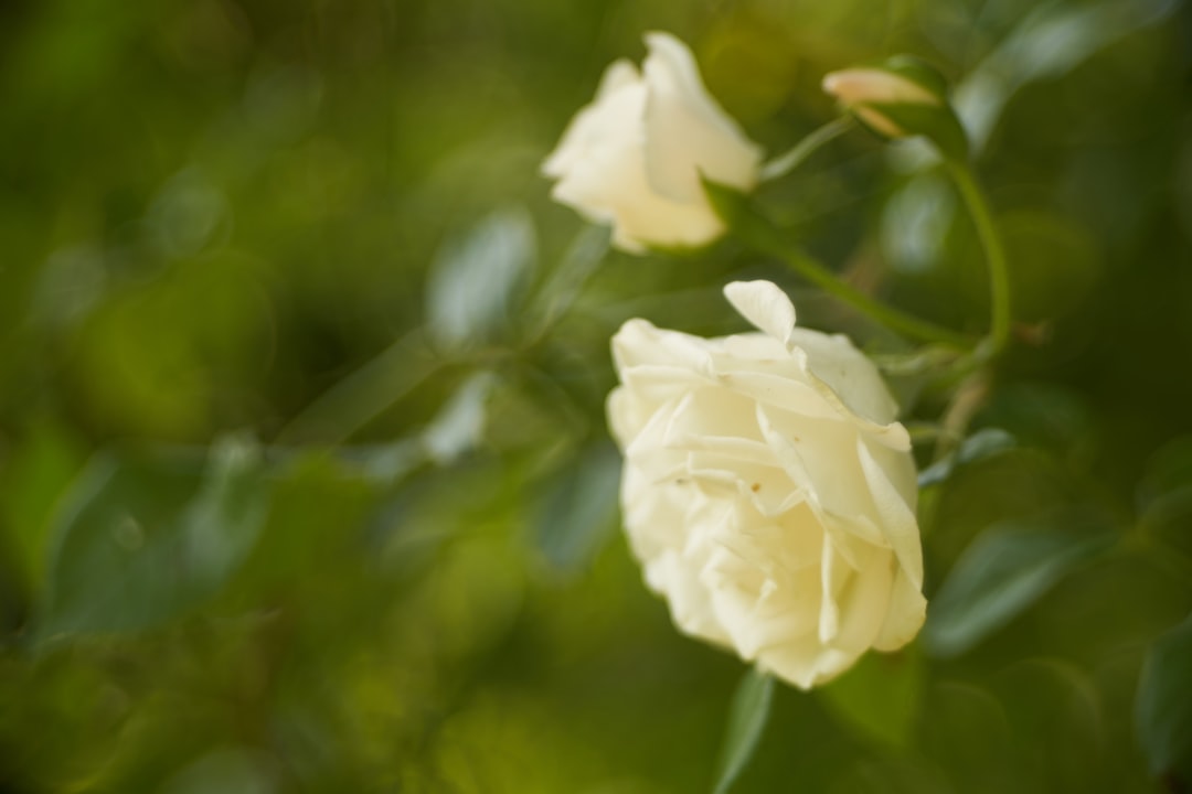 white flower in tilt shift lens