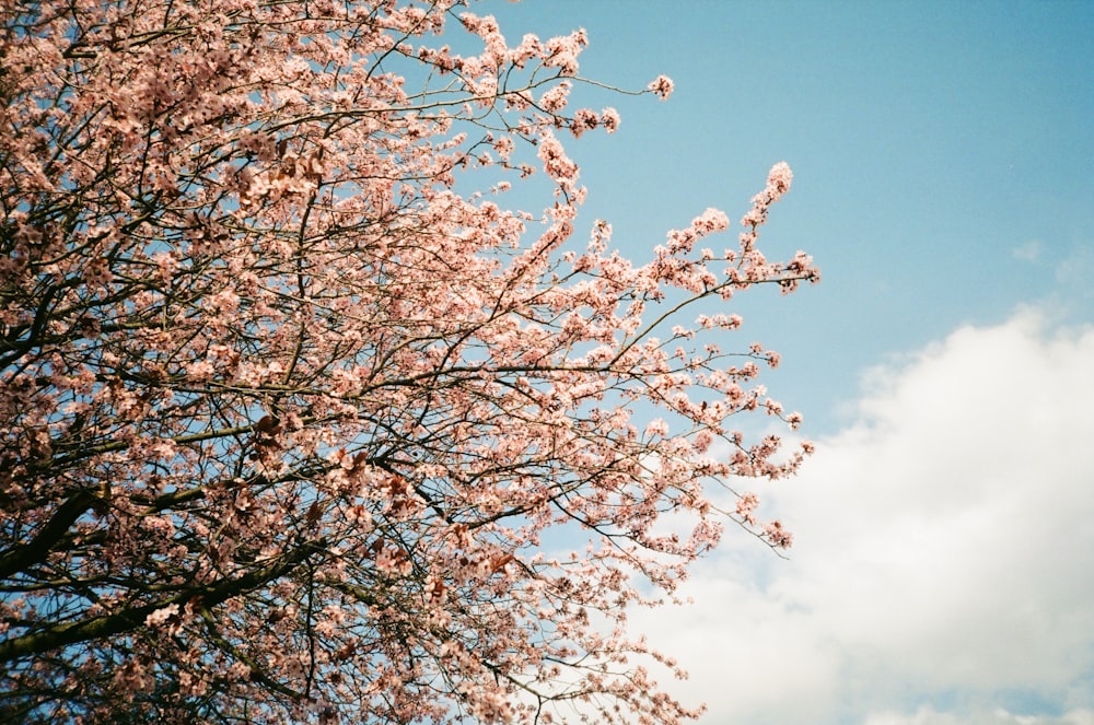 Árbol de flor de cerezo rosado bajo el cielo azul durante el día