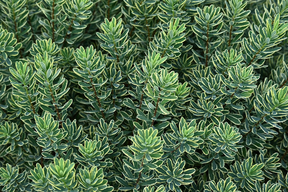 green and white plant leaves