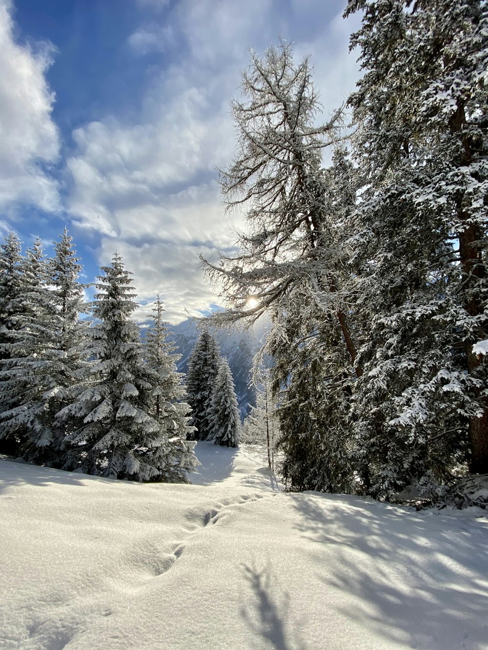 Tagsüber schneebedeckte Bäume unter blauem Himmel