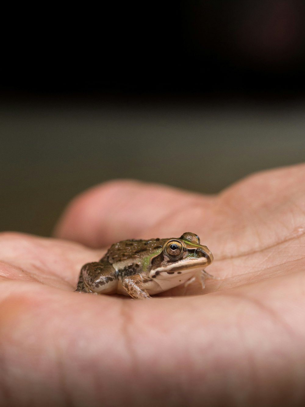 green and white frog on persons hand