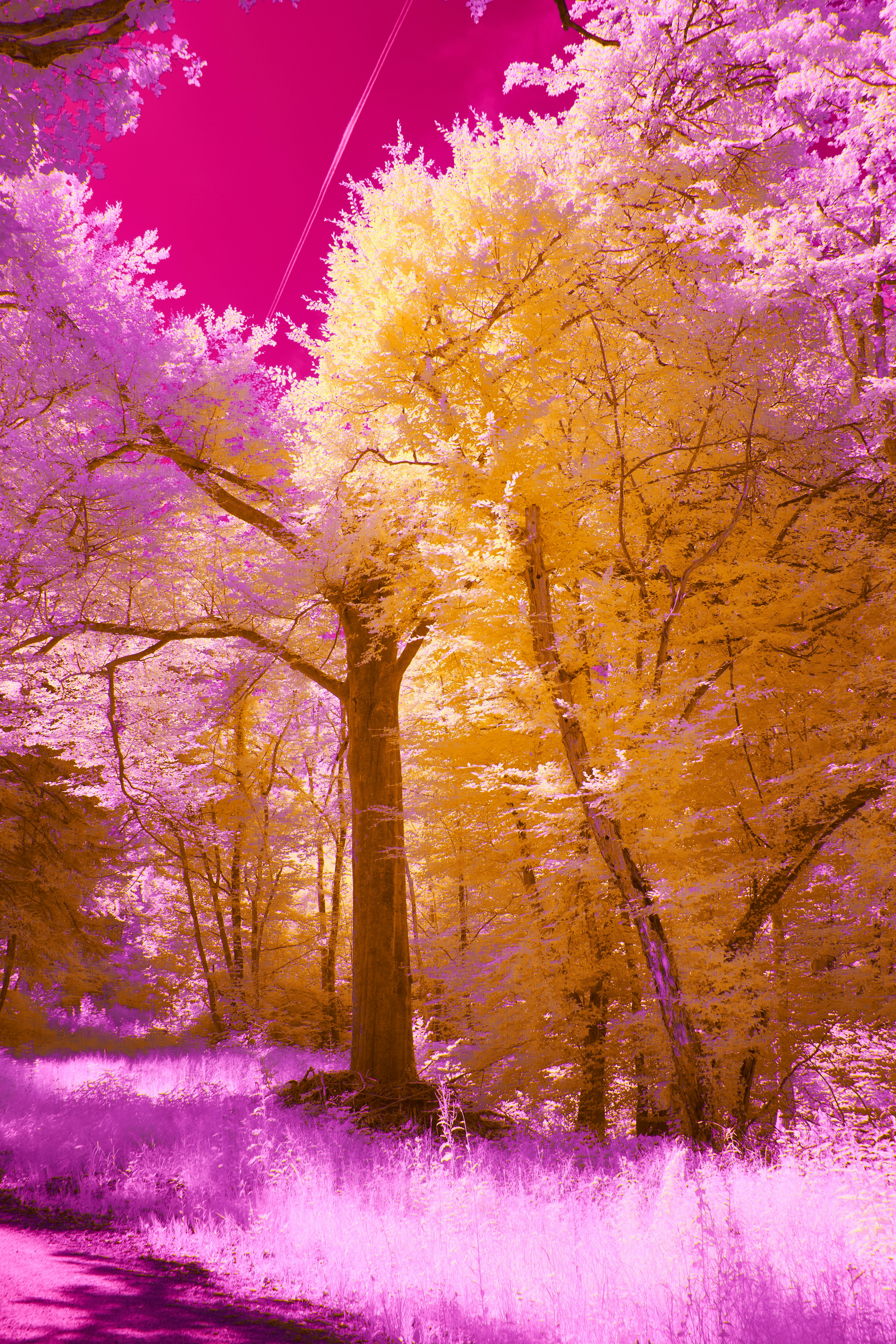 Photo by wolfgang_hasselmann