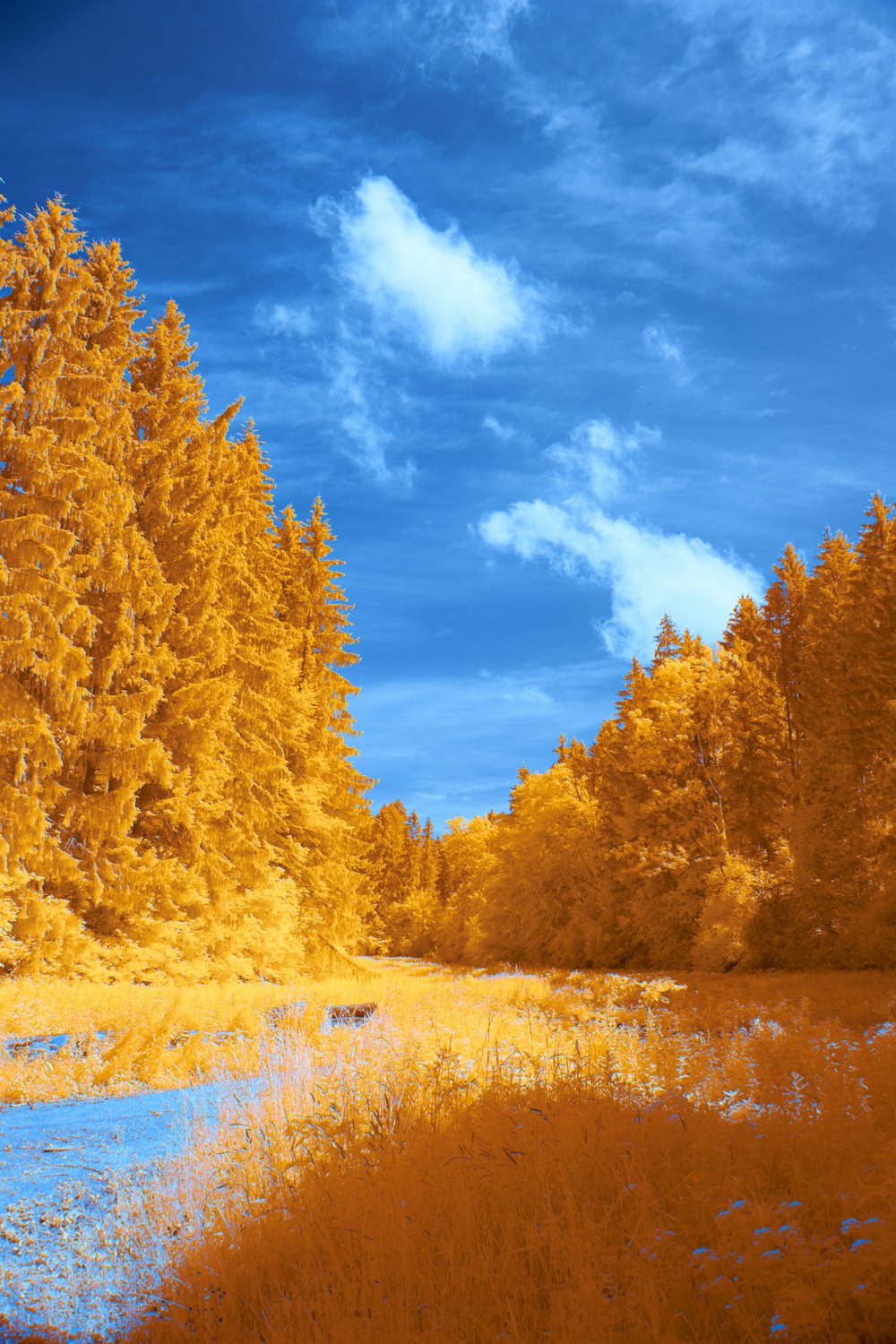 brown trees beside river under blue sky during daytime