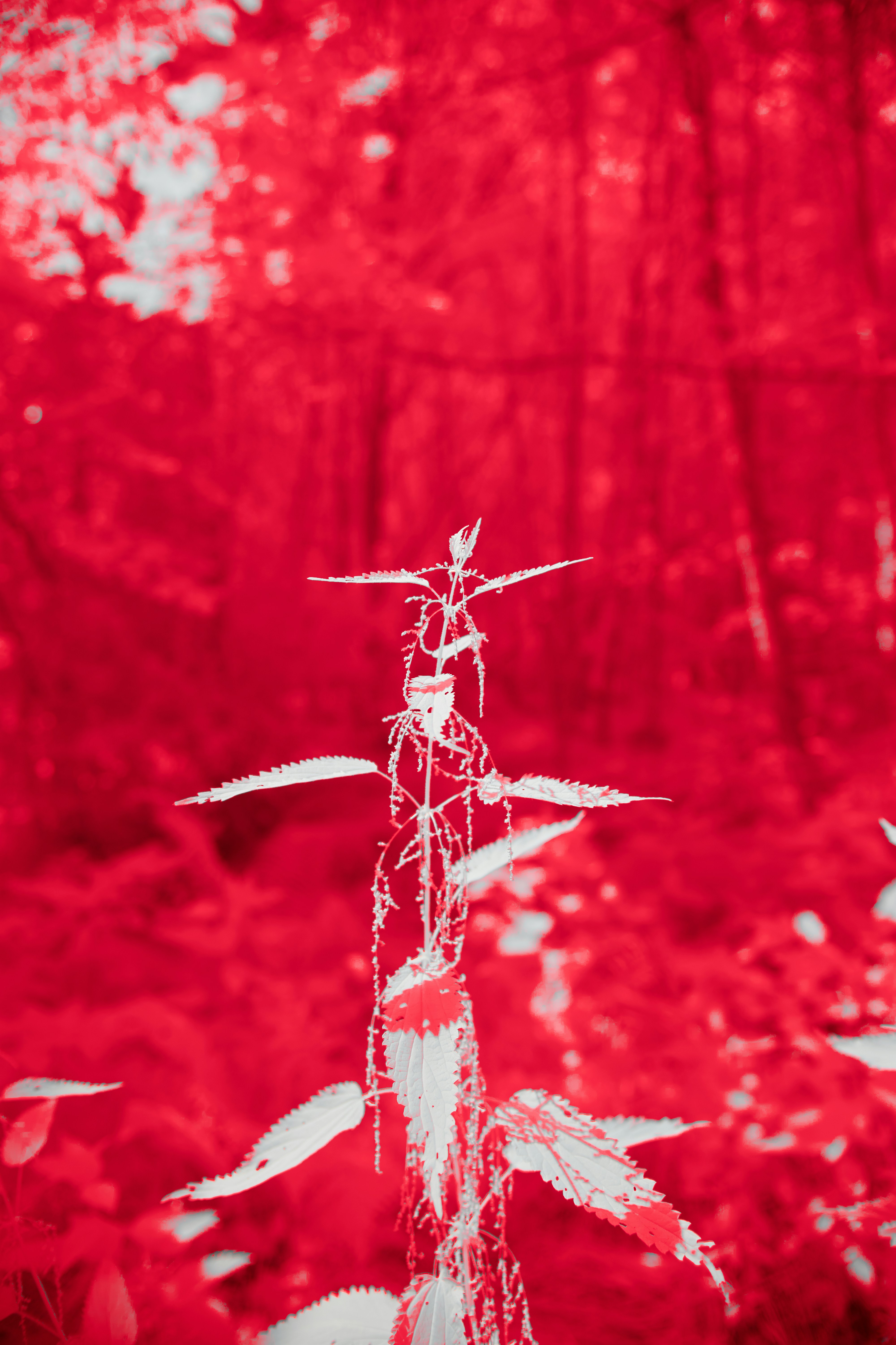 Photo by wolfgang_hasselmann