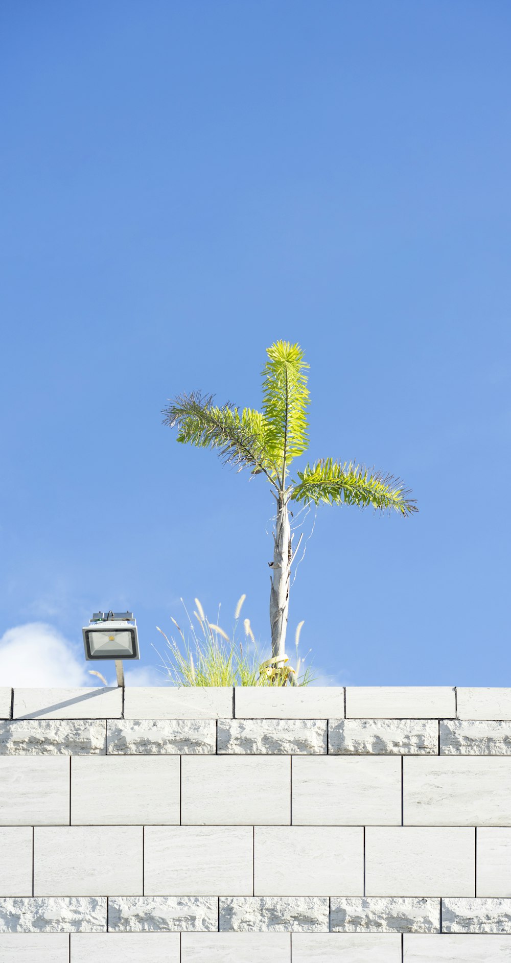 green palm tree on white concrete wall during daytime