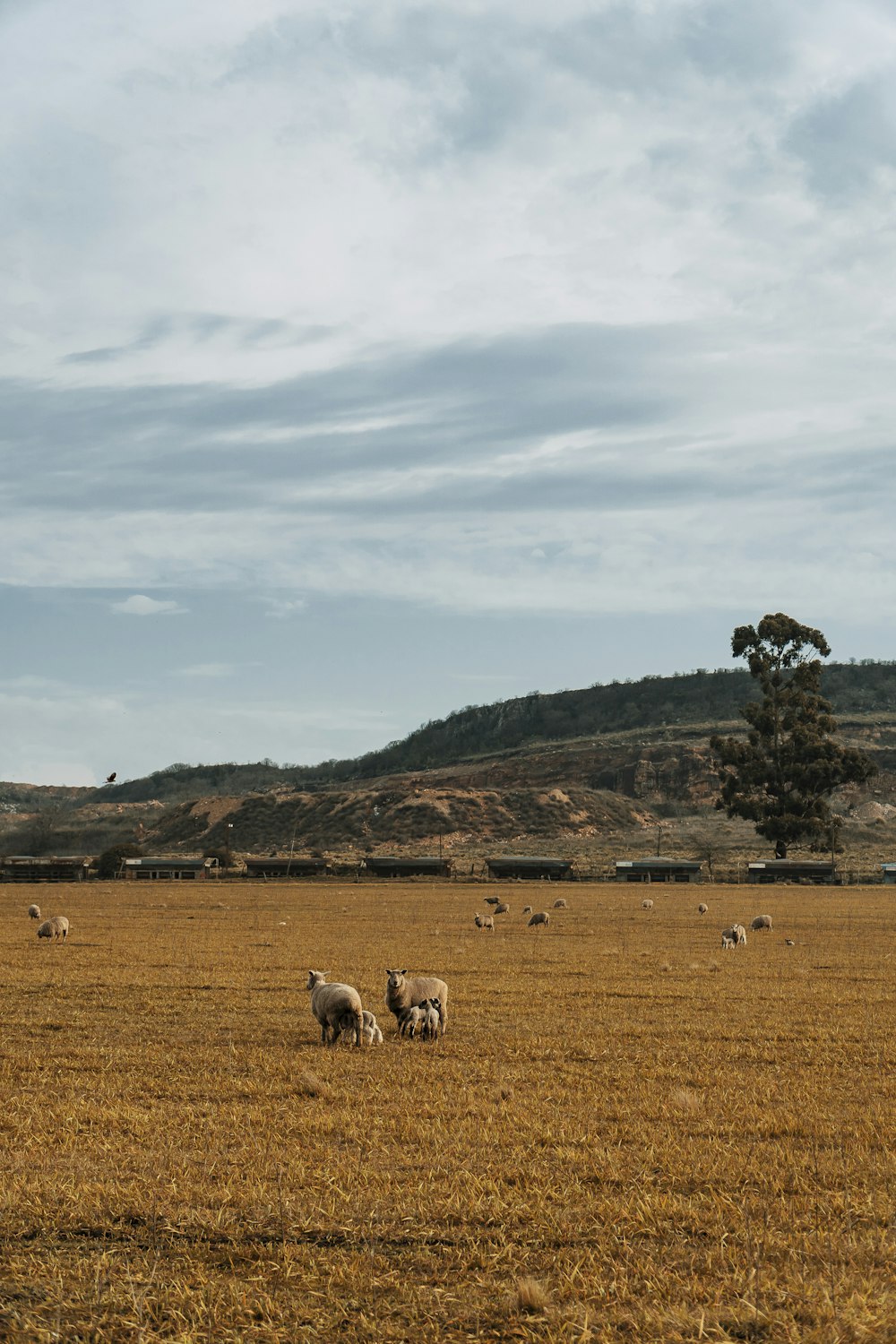 gregge di pecore sul campo di erba marrone sotto nuvole bianche e cielo blu durante il giorno