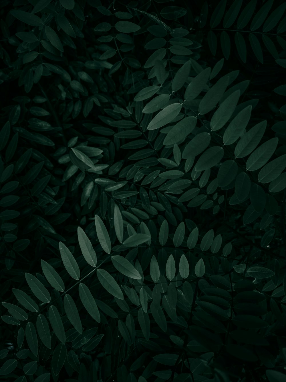 green leaves in close up photography