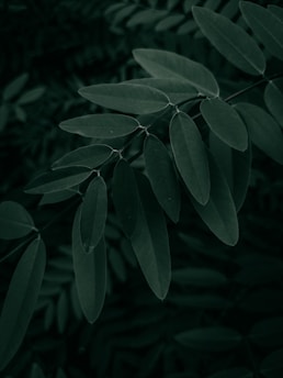 green leaves in close up photography