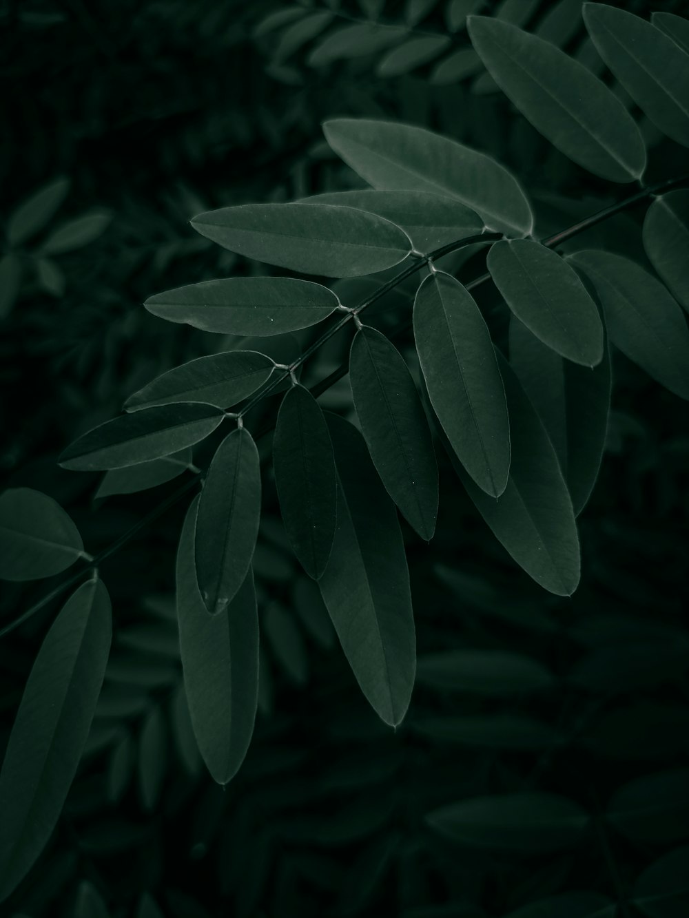 green leaves in close up photography