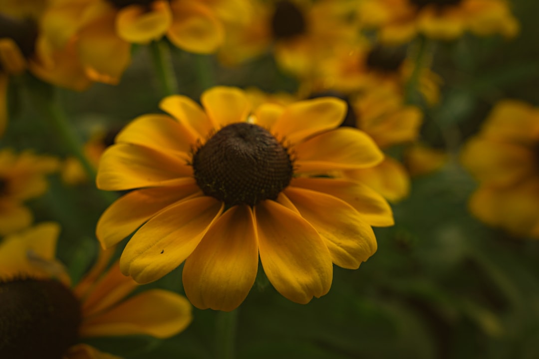 yellow flower in tilt shift lens