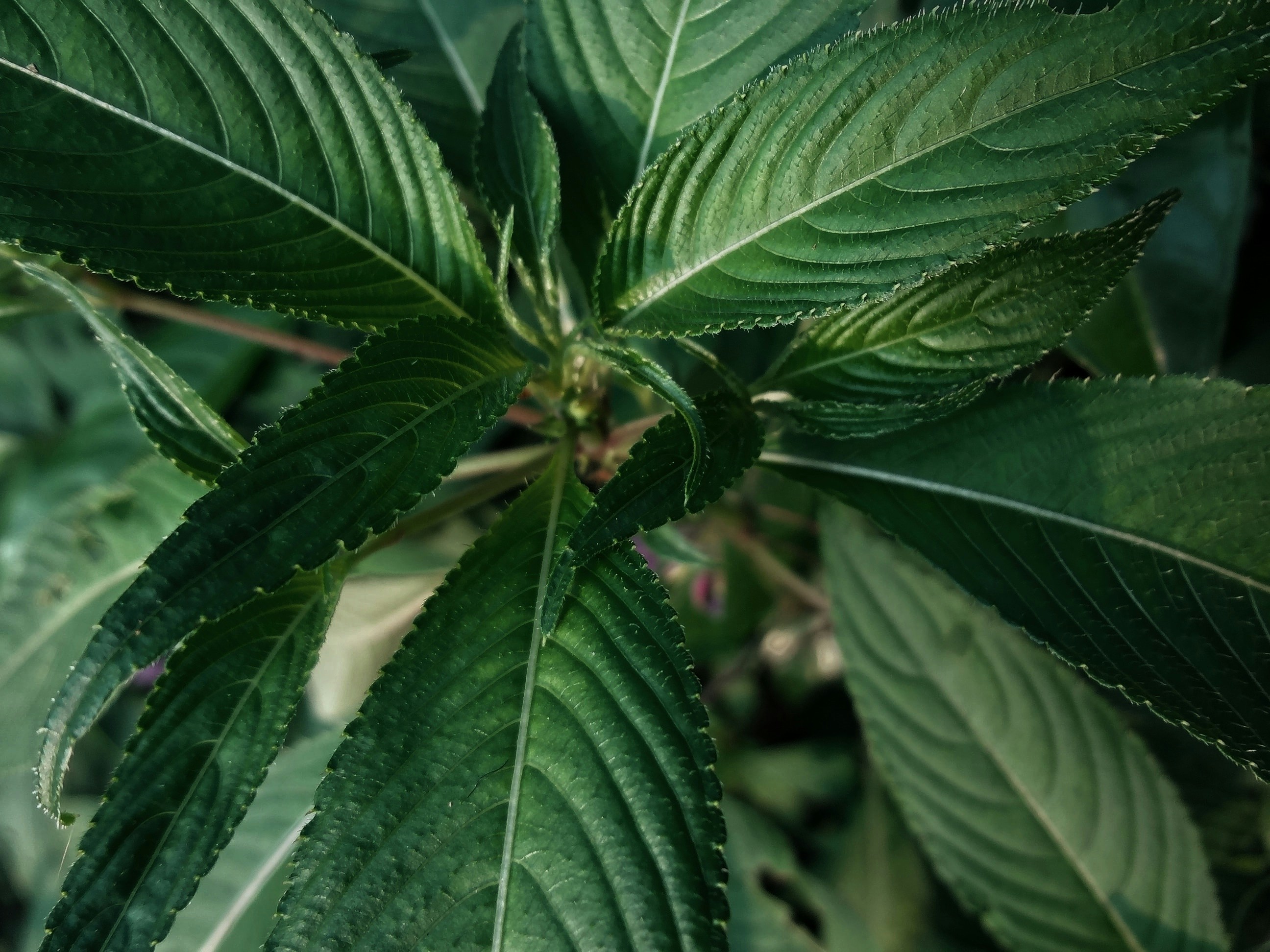 Photo by utkarsh_bhiogade