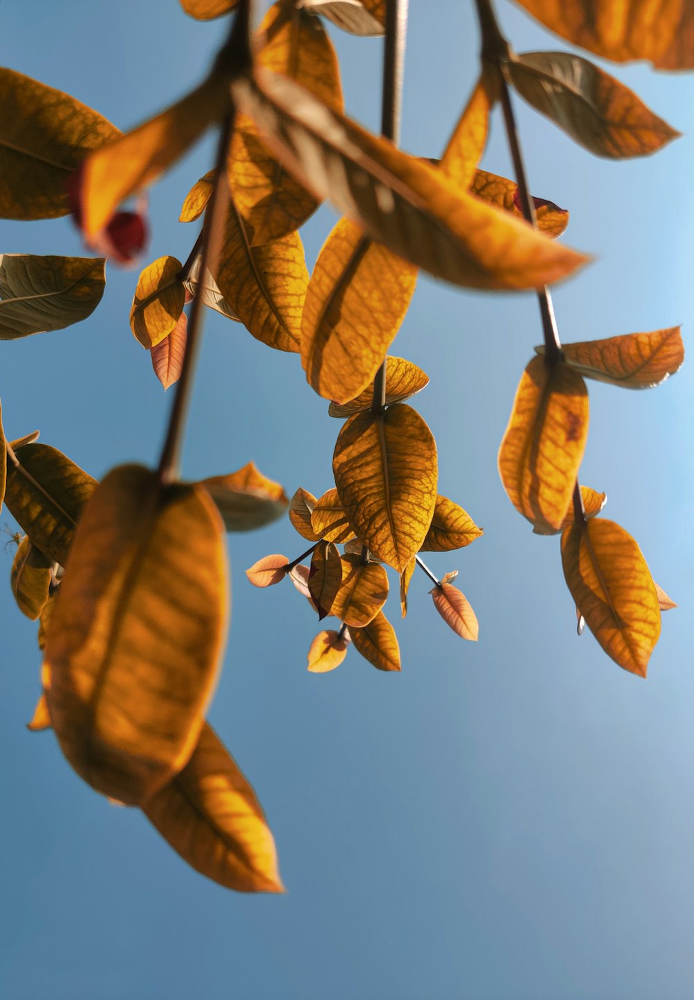 braune Blätter unter blauem Himmel tagsüber