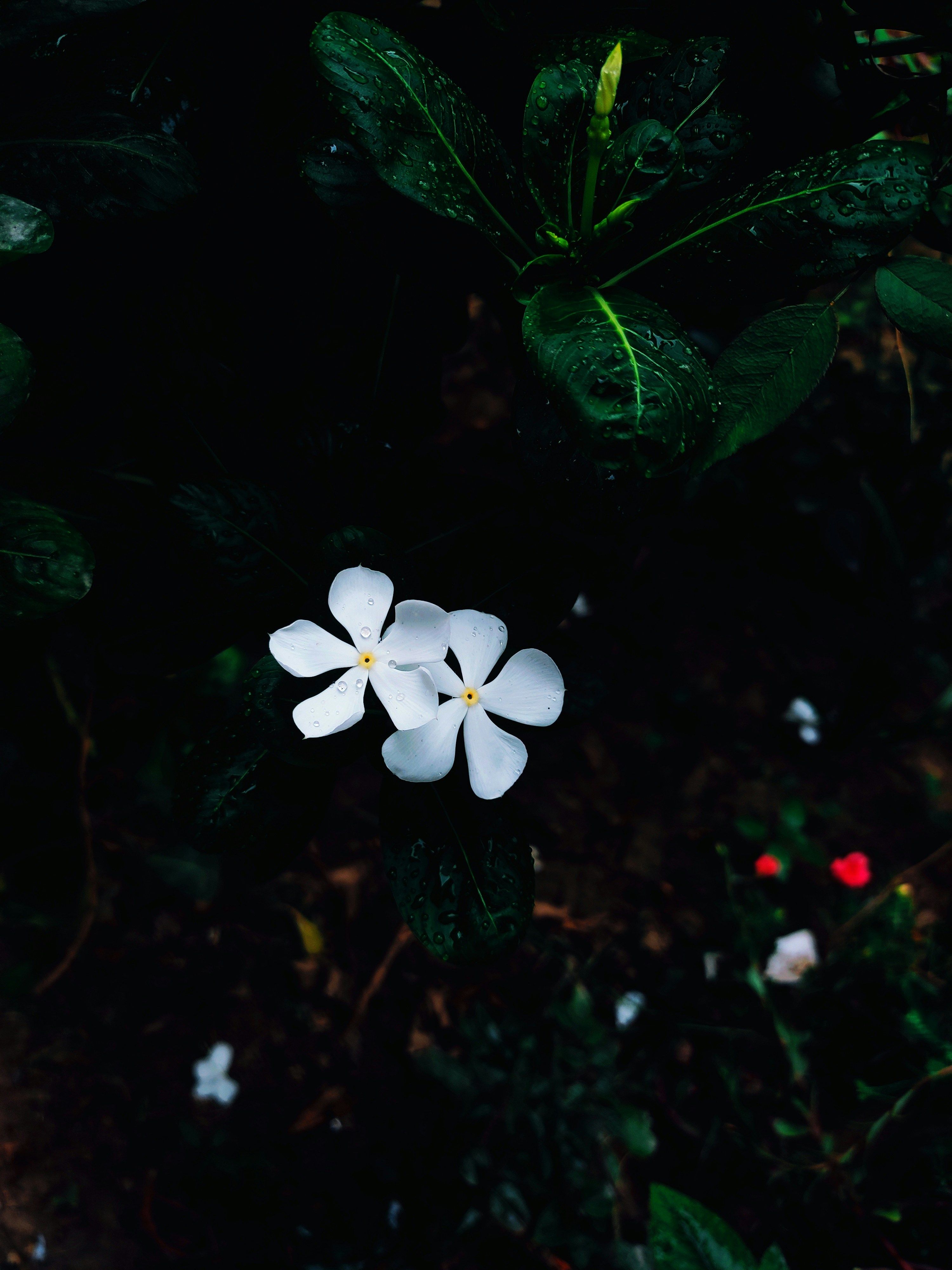 Photo by shruti_sahu