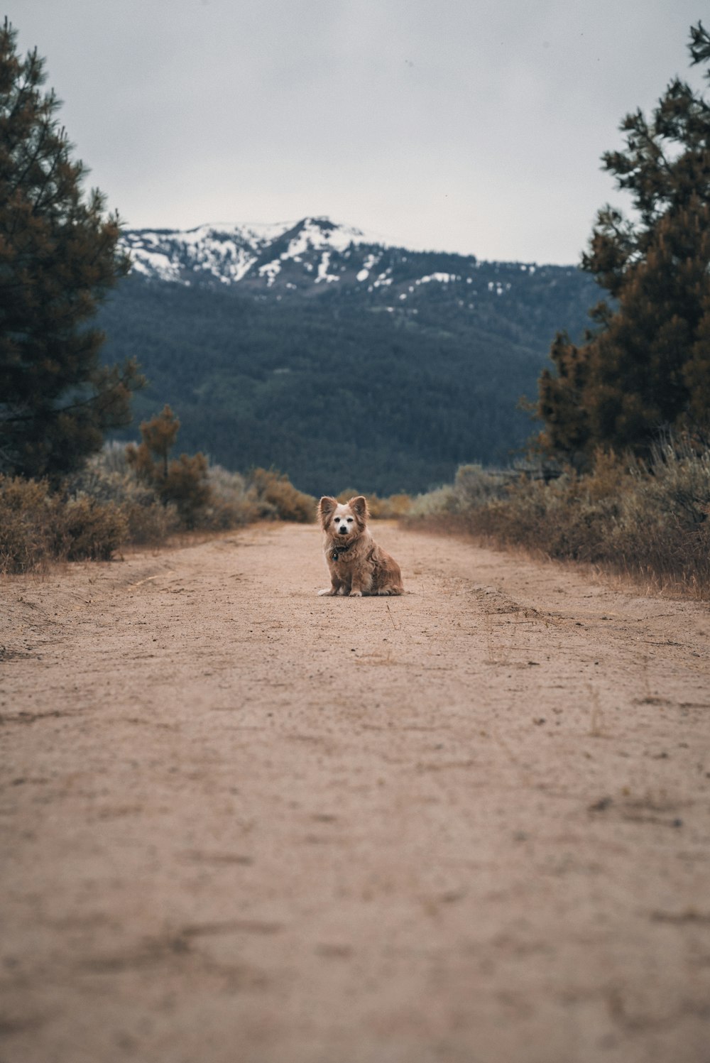 animal marrón y blanco en camino de tierra marrón durante el día