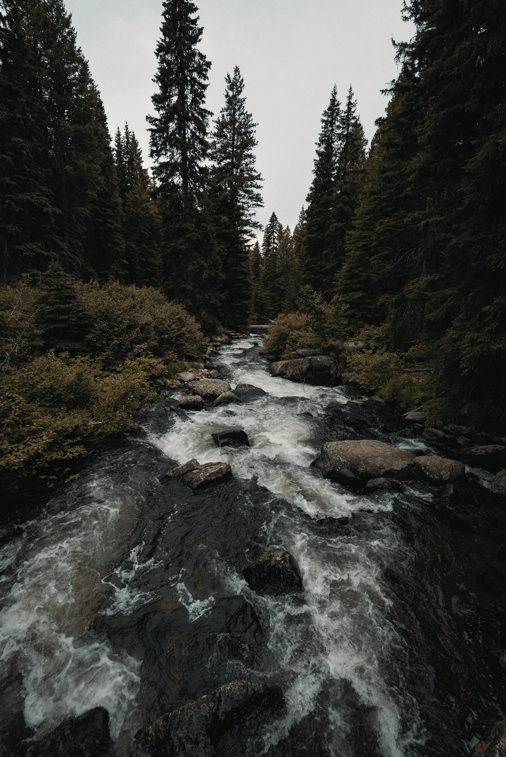 river in the middle of forest during daytime