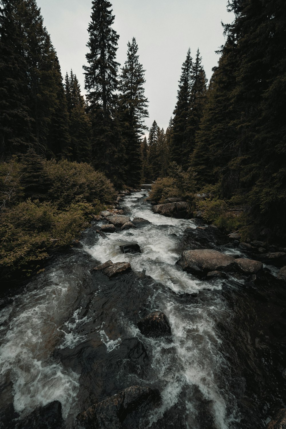 Fluss mitten im Wald tagsüber