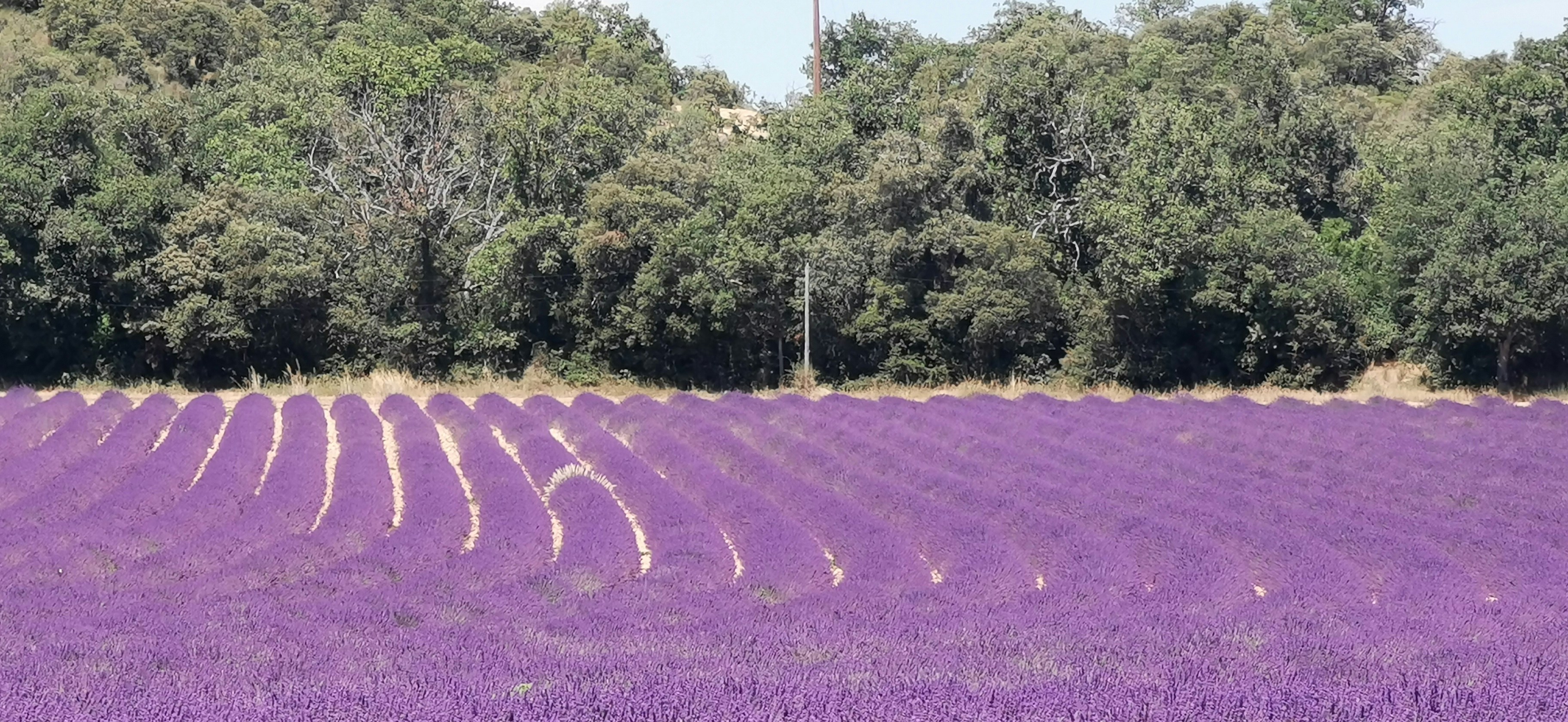 Pure Lavender Products from Maryland